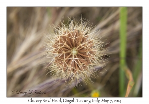 Chicory Seed Head