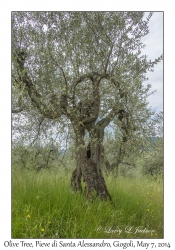 Olive Tree