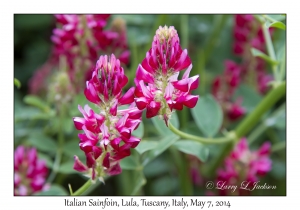 Italian Sainfoin