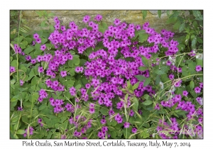 Pink Oxalis