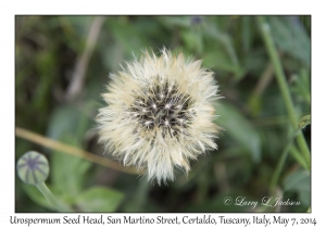 Seed Head