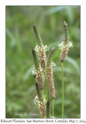 Ribwort Plantain