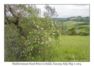 Mediterranean Sweet Briar