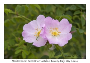 Mediterranean Sweet Briar