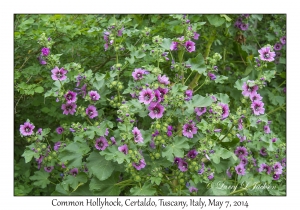 Common Hollyhock