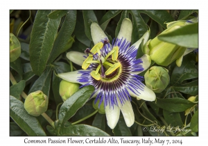 Common Passion Flower