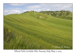 Wheat Field