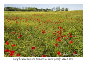 Long-headed Poppies