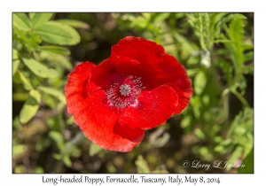 Long-headed Poppy