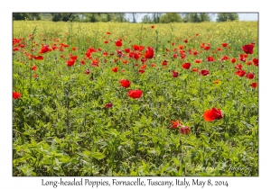 Long-headed Poppies