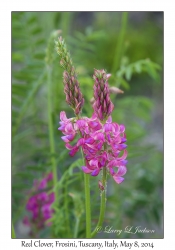 Red Clover