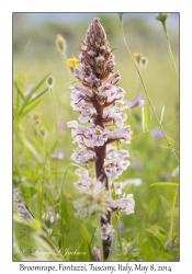 Broomrape