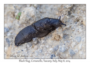 Black Slug