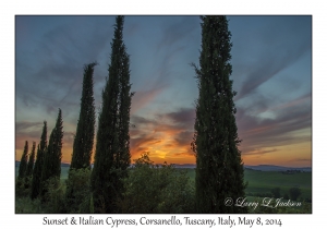 Sunset & Cupressus sempervirens