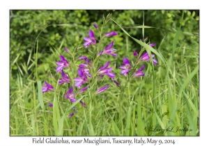 Field Gladiolus