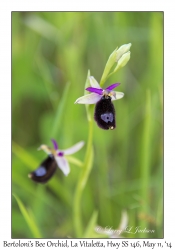 Bertoloni's Bee Orchid