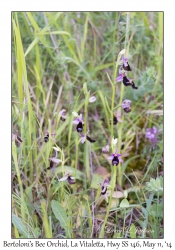 Bertoloni's Bee Orchid