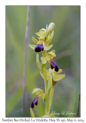 Sombre Bee Orchid