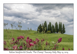 Italian Sainfoin, 'The Clump' & Clouds