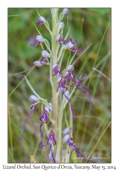 Lizard Orchid