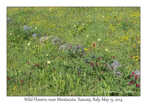 Wild Flowers