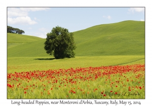 Long-headed Poppies