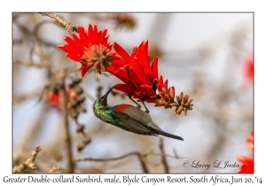 Greater Double-collared Sunbird, male