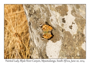 Painted Lady