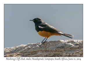 Mocking Cliff-chat, male