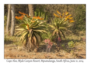 Cape Aloe