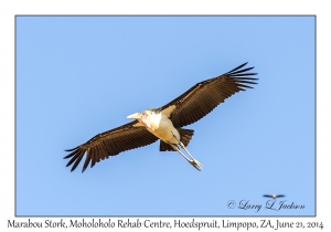 Marabou Stork