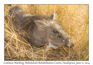 Common Warthog