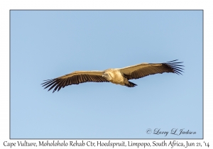 Cape Vulture