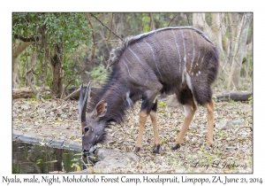 Nyala