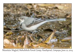 Mountain Wagtail