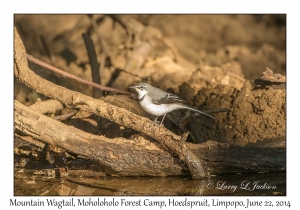 Mountain Wagtail