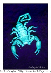 Flat Rock Scorpion