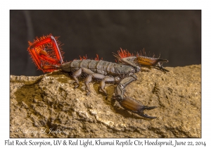 Flat Rock Scorpion