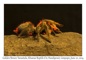 Golden Brown Tarantula