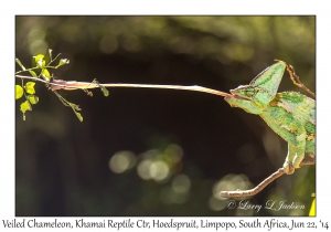 Veiled Chameleon