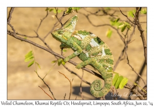 Veiled Chameleon