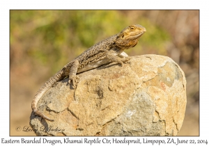 Eastern Bearded Dragon