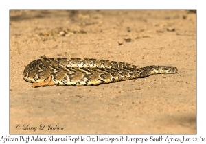 African Puff Adder