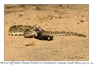 African Puff Adder