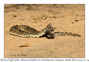 African Puff Adder