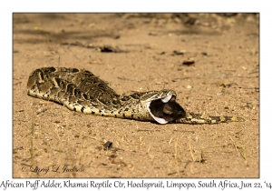 African Puff Adder