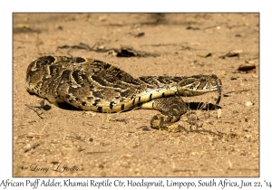 African Puff Adder