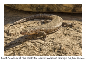 Giant Plated Lizard