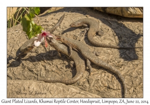 Giant Plated Lizards