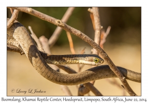 Boomslang